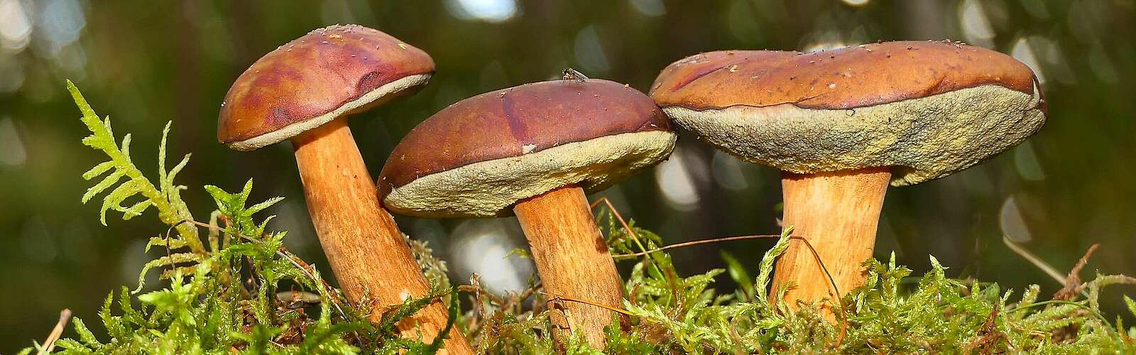 Pilze im Wald,
            
        
                Foto: Fotograf / Lizenz - Media Import/Krzysztof Niewolny