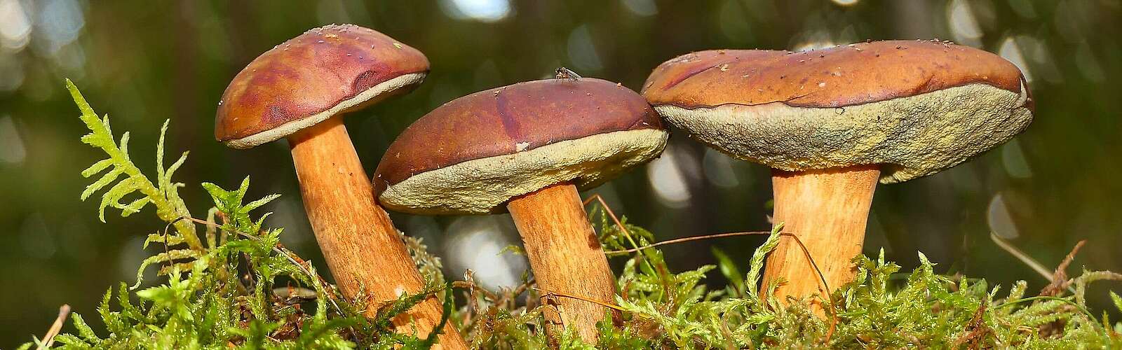 Pilze im Wald,
        
    

        Foto: Fotograf / Lizenz - Media Import/Krzysztof Niewolny