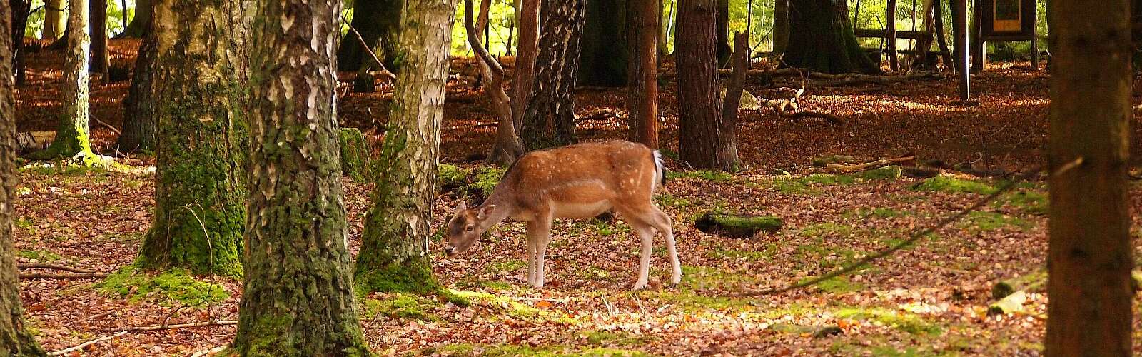 Reh in Kunsterspring,
            
        
                Foto: Tourismusverband Ruppiner Seenland e.V./Judith Kerrmann