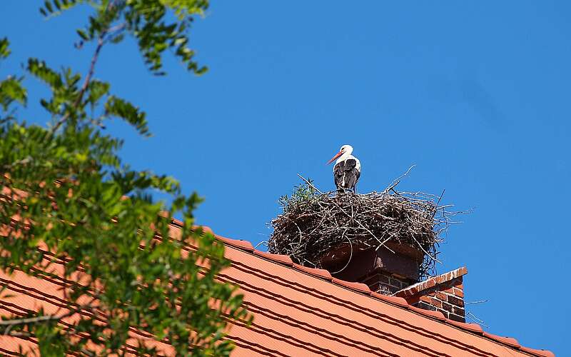 



    
        
                Storchennest auf dem Kirchendach,
            
        
                Foto: Tourismusverband Ruppiner Seenland e.V./Dirk Wetzel
            
    
