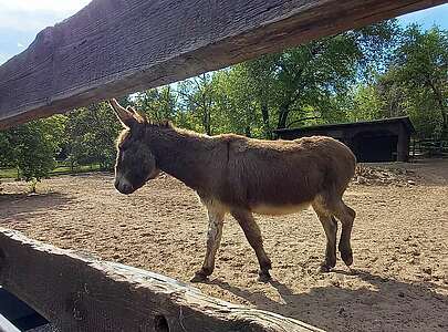 Esel im Tierpark