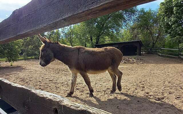 Esel im Tierpark