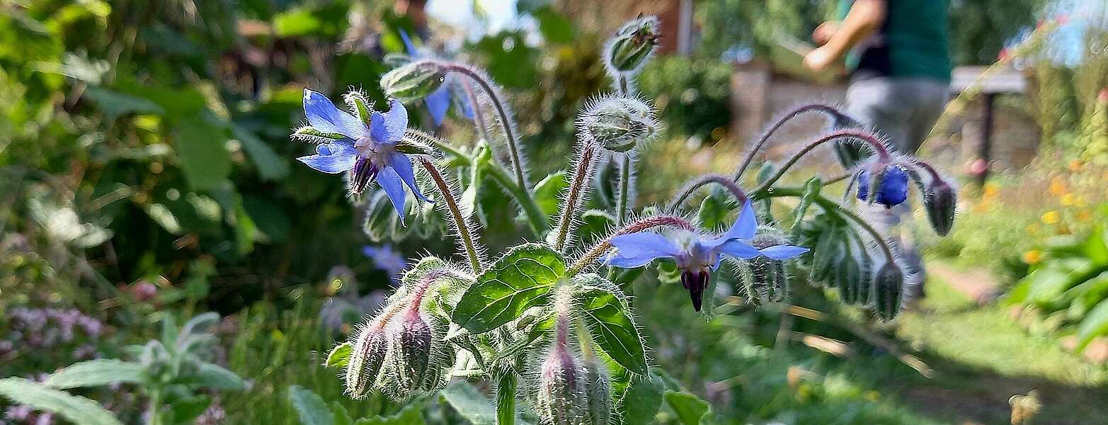 Blütenzauber im Klosterkräutergarten,
            
        
                Foto: Tourismusverband Ruppiner Seenland e.V./Michelle Engel