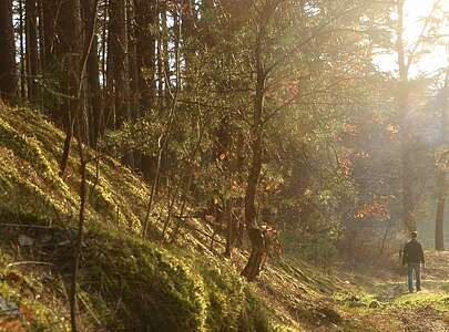 Waldweg Lindower Stadtforst