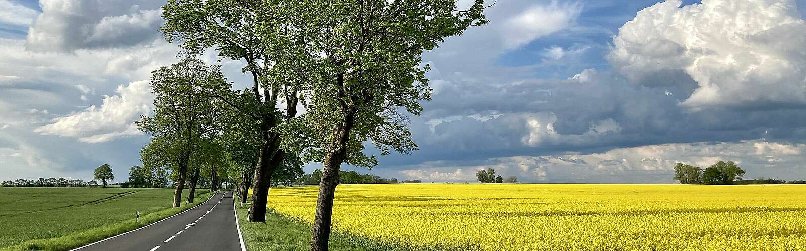 Landstraße mit Rapsfeld,
            
        
                Foto: Tourismusverband Ruppiner Seenland e.V./Itta Olaj