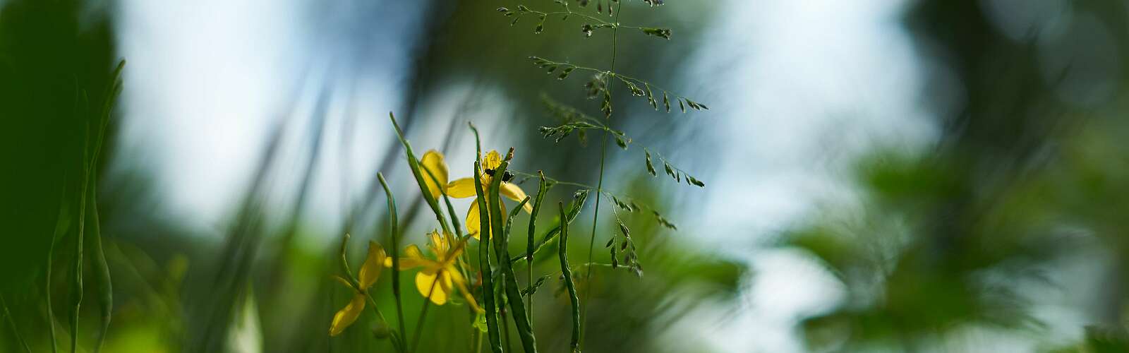 Blume am Wegesrand,
            
        
                Foto: Tourismusverband Ruppiner Seenland e.V./Jannika Olesch