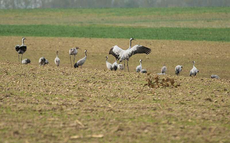 



    
        
                Kraniche auf Feld.,
            
        
                Foto: TMB Tourismus-Marketing Brandenburg GmbH/Steffen Lehmann
            
    
