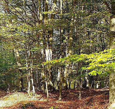 Herbstwanderung durch den Grumsin