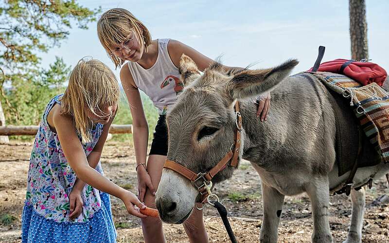 



        
            Kinder füttern Esel mit Karotte,
        
    

        Foto: Fotograf / Lizenz - Media Import/Florian Trykowski
    