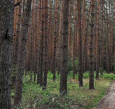 Wandern im Winter im Hohen Fläming