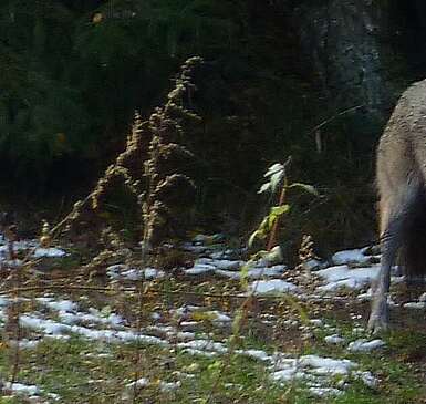 Vollmond-Nächte im Wildpark Schorfheide