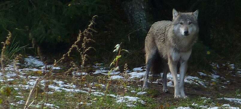 Vollmond-Nächte im Wildpark Schorfheide