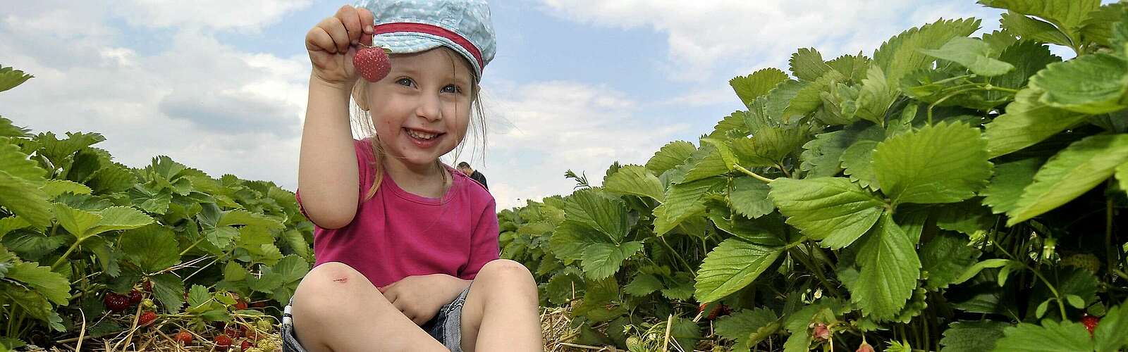 Erdbeerfeld zur Selbstpflücke in Klaistow,
        
    

        Foto: Fotograf / Lizenz - Media Import/Kein Urheber bekannt