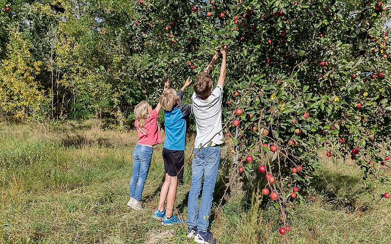 



        
            Äpfel pflückende Kinder,
        
    

        Foto: Stadt Mittenwalde/Kein Urheber bekannt
    