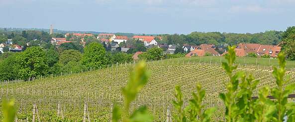 Weinanbau