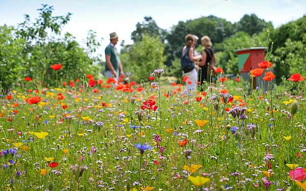 Blumenwiese im Sommer