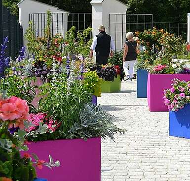 Entdeckt in Prenzlau: Schwarz blühende Sonnenblumen