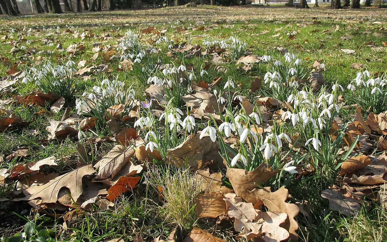 Blühende Schneeglöckchen im Schlosspark Übigau
