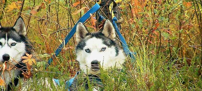 Barrierefreie Schlittenhunde-Tour durchs Ruppiner Seenland