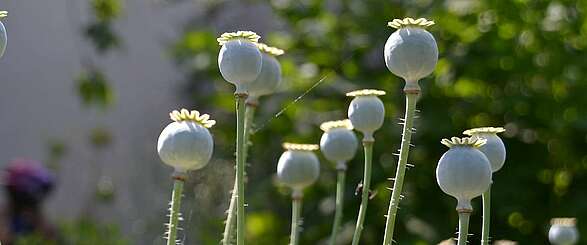 Medizin aus Blüten und Blättern aus dem Havelland in Branden