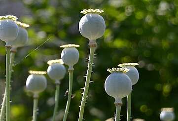 Kräutergarten für die Seele