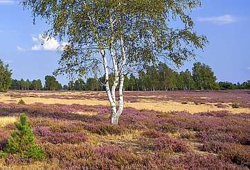 Naturpark Niederlausitzer Heidelandschaft