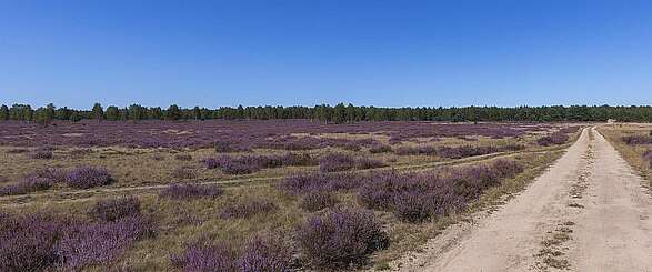 Wenn die Heide blüht - Natururlaub in Brandenburg