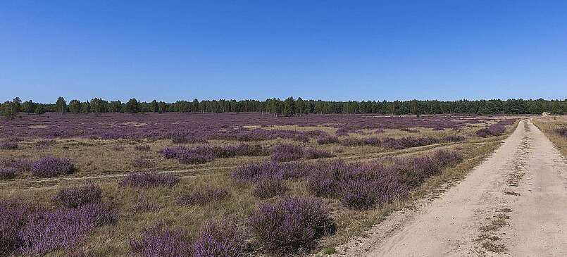 Wenn die Heide blüht - Natururlaub in Brandenburg