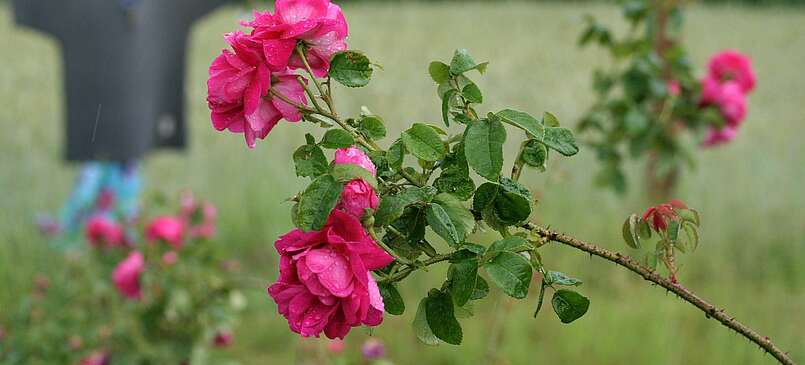 Obstgarten Uckermark: Hier werden Blüten gezuckert