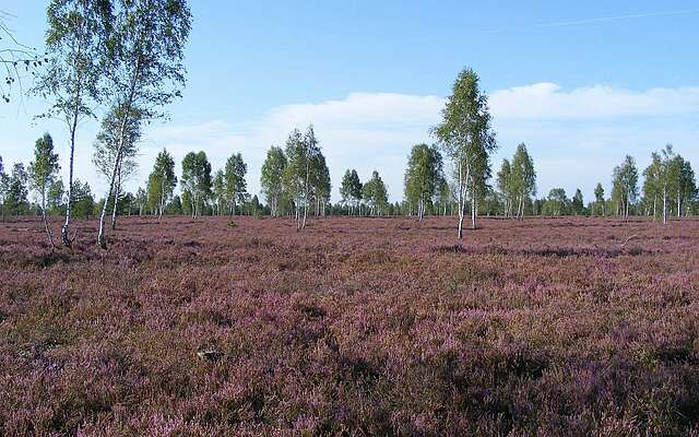 Reicherskreuzer Heide im Schlaubetal