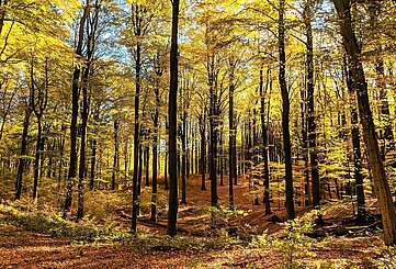 Indian Summer im Buchenwald Grumsin