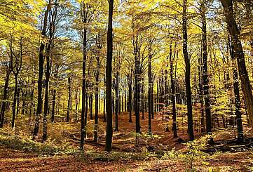 Indian Summer im Buchenwald Grumsin