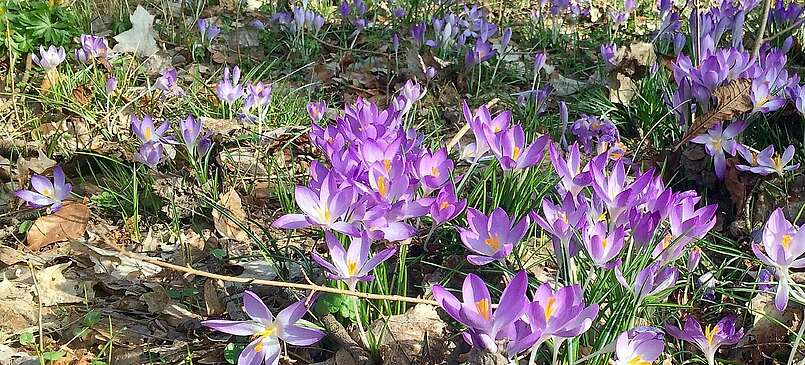 Her mit dem Frühling: 10 Tipps für Brandenburg