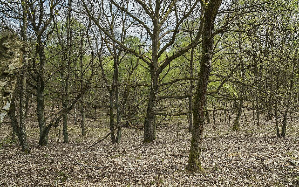 Sielmanns Naturlandschaft Döberitzer Heide