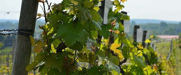 Wein, Weib und Gesang auf dem Werderaner Wachtelberg