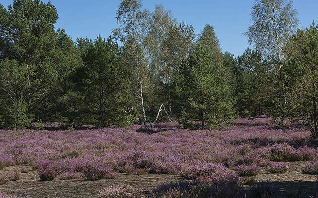 Blühende Heide