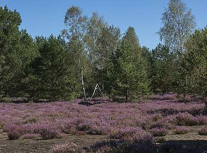 Blühende Heide