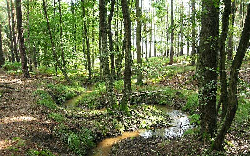 



        
            Burgenwanderweg im Naturpark Hoher Fläming,
        
    

        Foto: Fotograf / Lizenz - Media Import/Kein Urheber bekannt
    