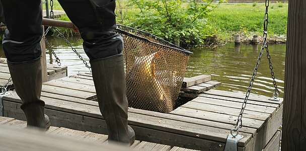 Fischkästen auf dem Naturgut Köllnitz