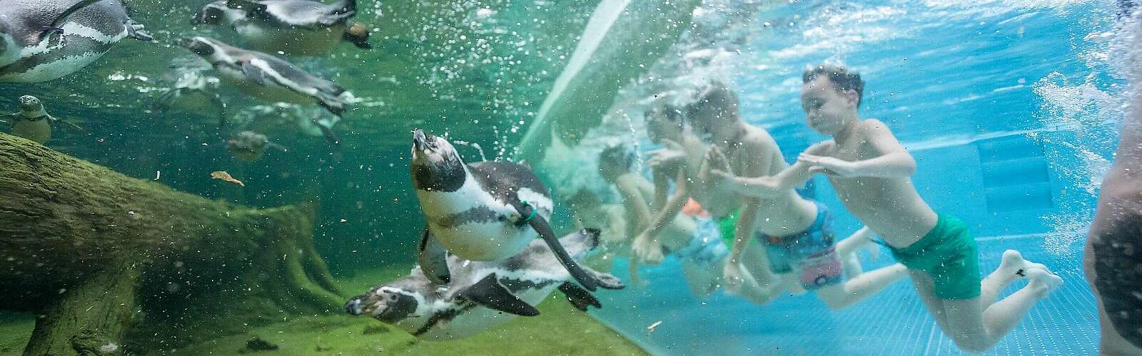 Schwimmen mit Pinguinen,
        
    

        Foto: Spreewelten GmbH/Manuel Frauendorf