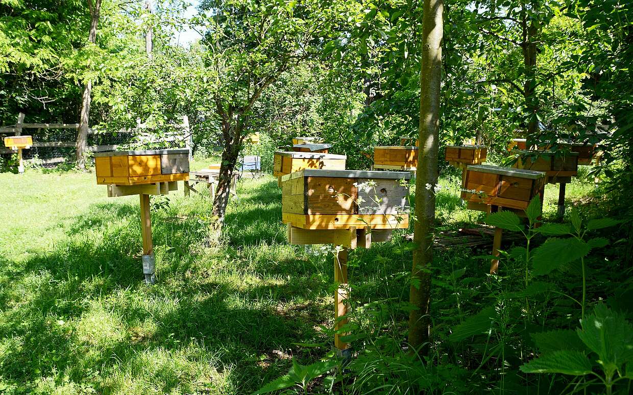 Die Vermehrungsstation für die Bienenvölker.
