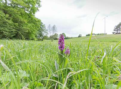 Breitblättriges Knabenkraut im Naturpark Schlaubetal