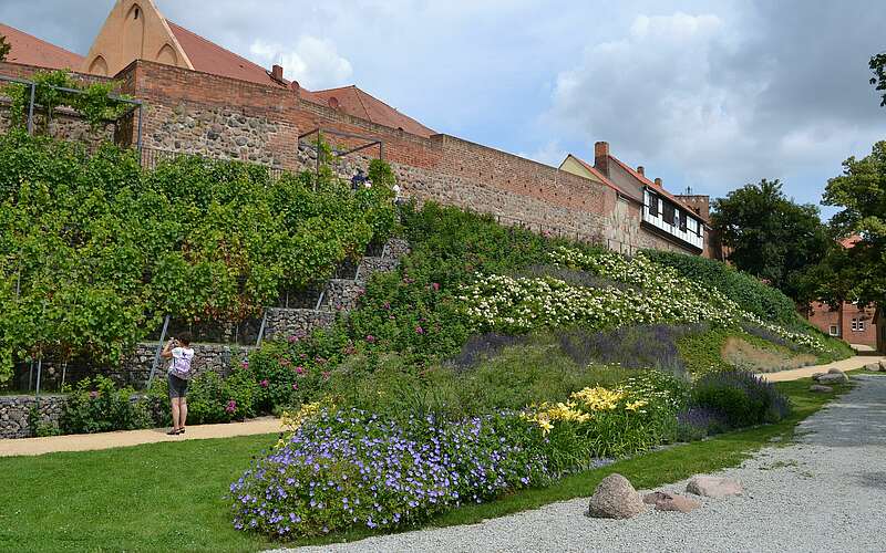 



    
        
                Weinberg in Prenzlau,
            
        
                Foto: TMB Tourismus-Marketing Brandenburg GmbH/Matthias Schäfer
            
    
